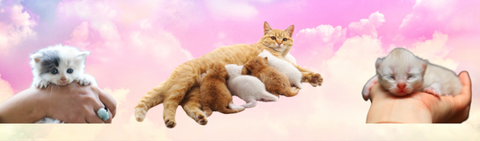Conscious Cat Care: The Spiritual Responsibility We Don't Talk Enough About