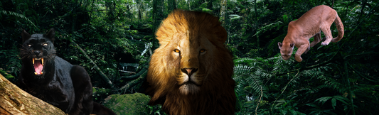 🐾 Feline Spirit Animals: Protectors, Messengers, and Mirrors