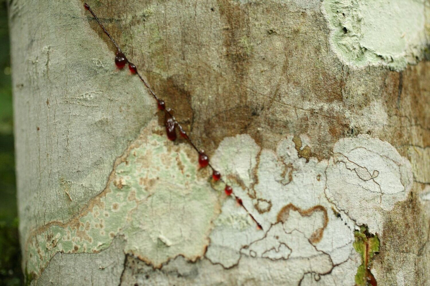 Dragon's blood (red sap)