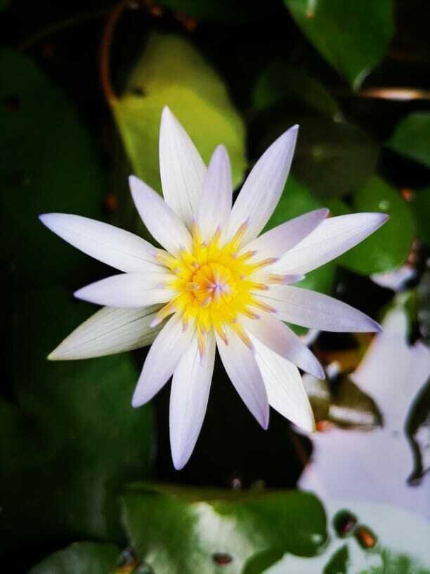 Dried White Lotus