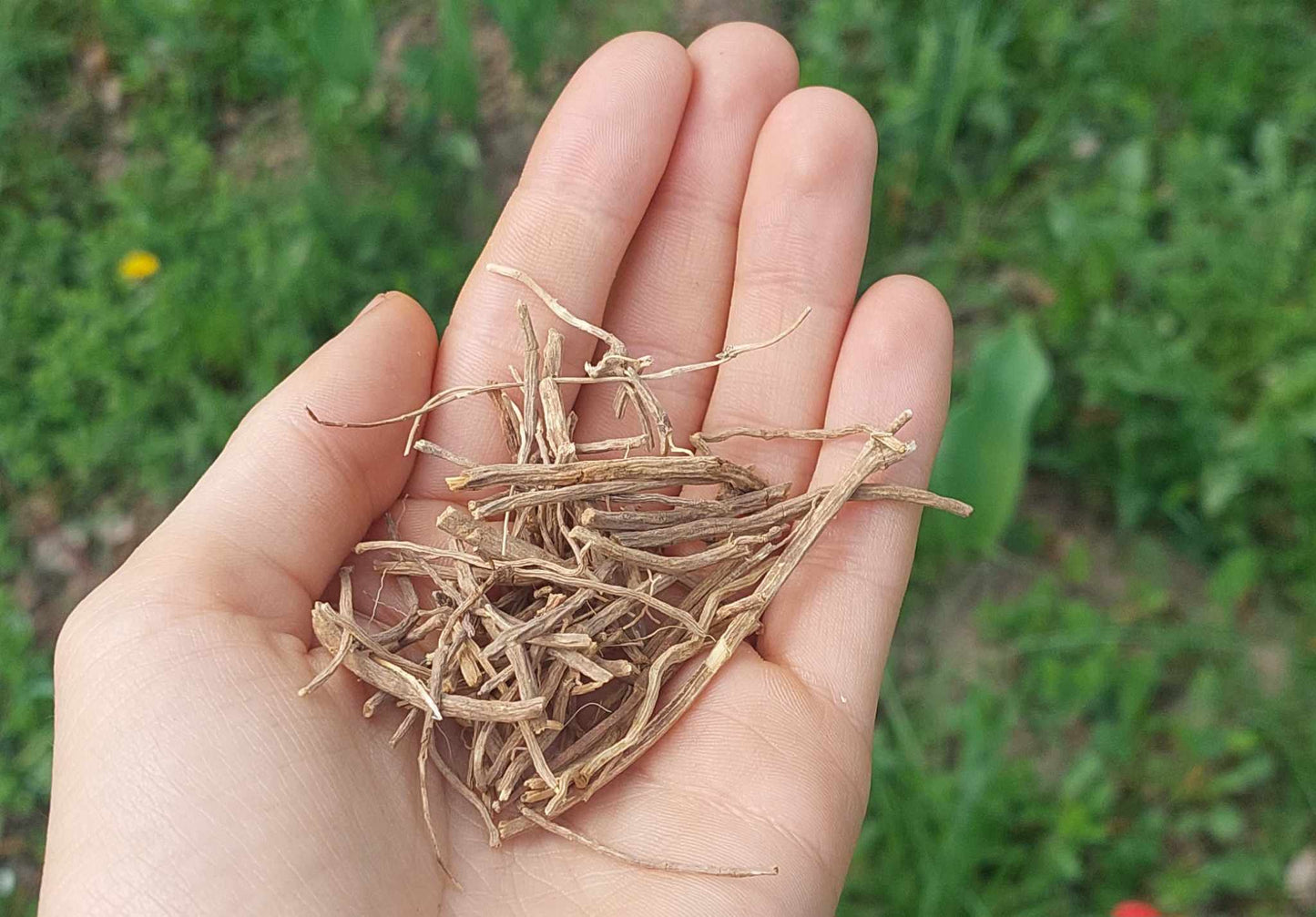 Chilcuague Root – Traditional Spicy Root from Mexico