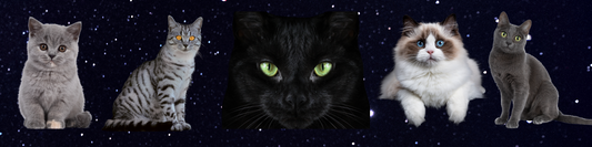 Cats as Spiritual Protectors, Healers & Sacred Companions