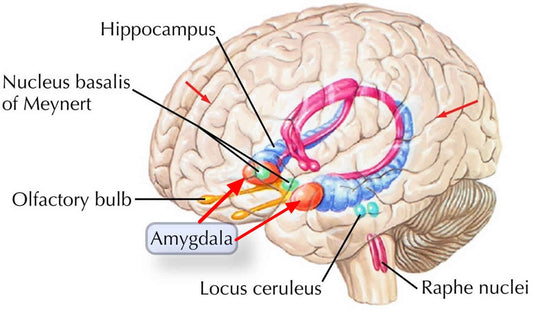 Smell - Scents : A tool for transformation