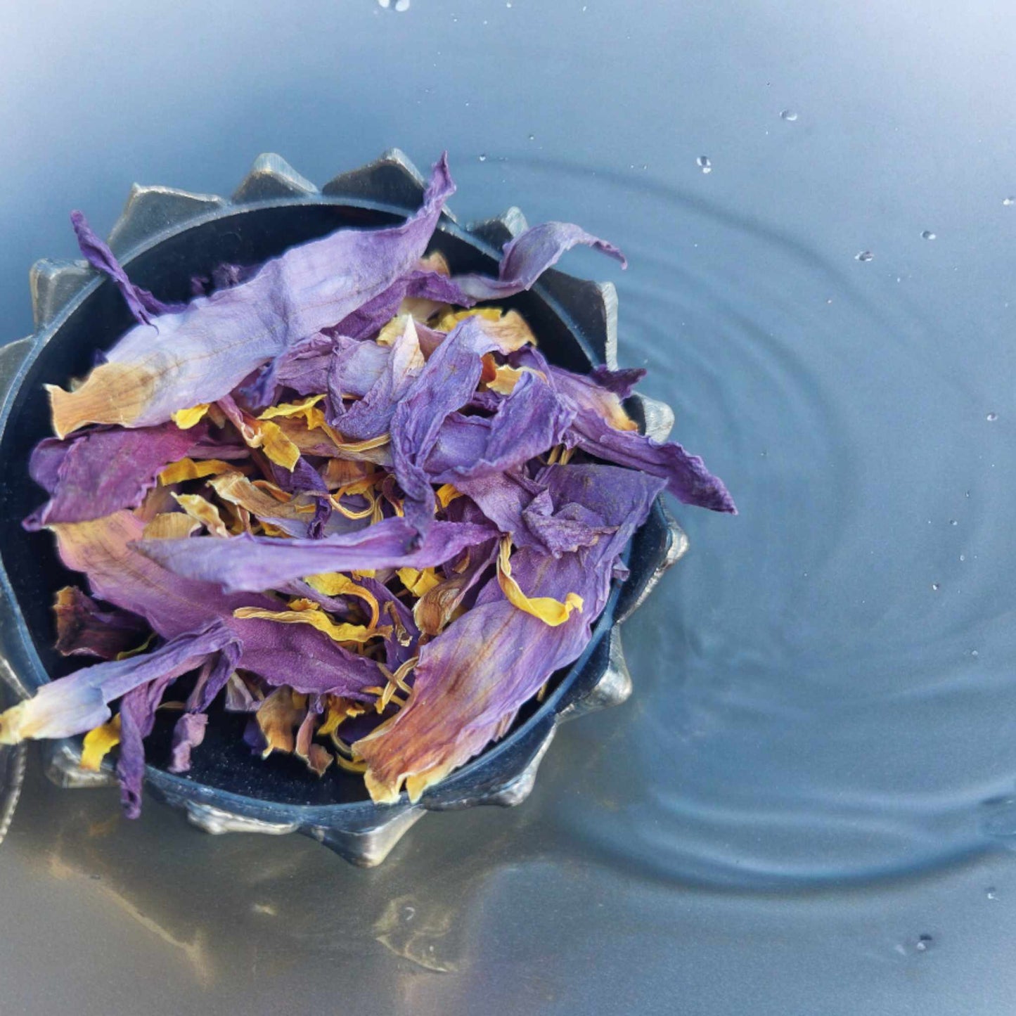 Džiovintas Egipto mėlynasis lotosas (Nymphaea Caerulea)