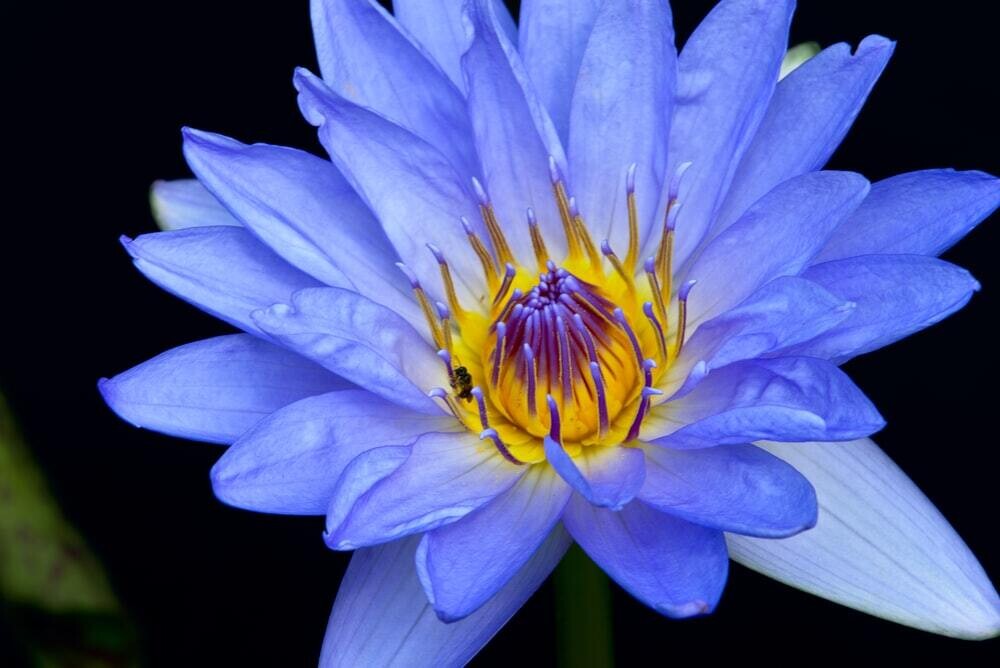 Džiovintas Egipto mėlynasis lotosas (Nymphaea Caerulea)