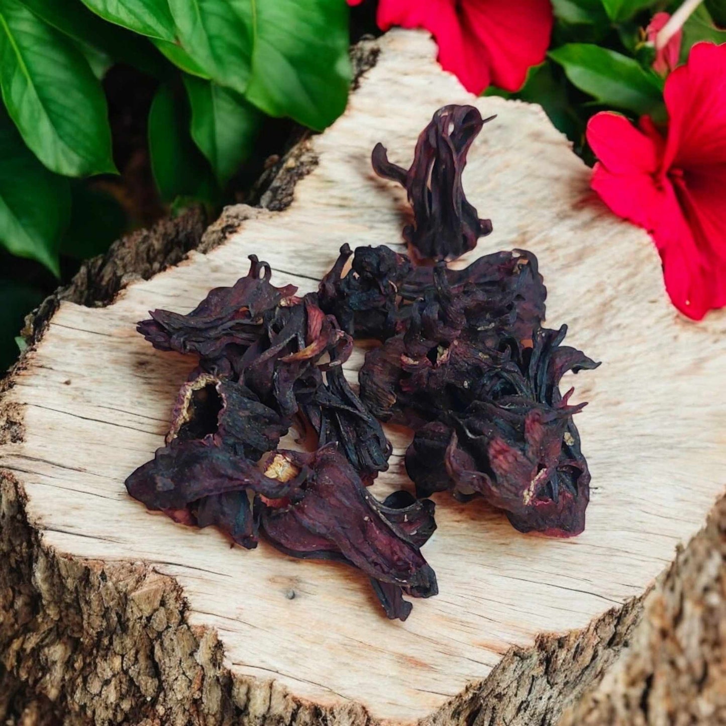 Close-up of karkade hibiscus flowers