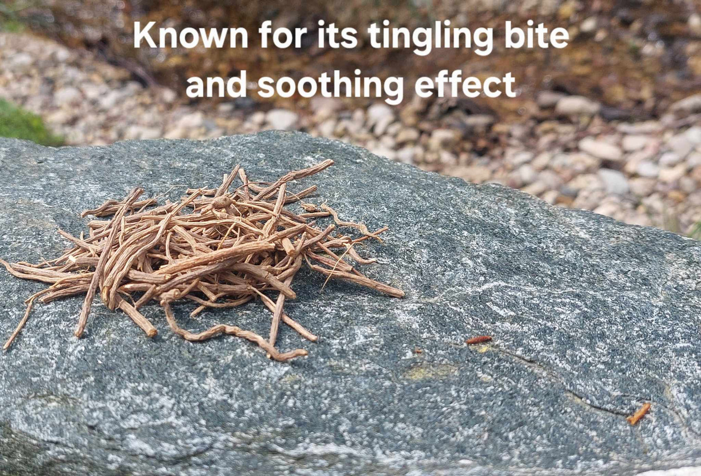 Chilcuague Root – Traditional Spicy Root from Mexico