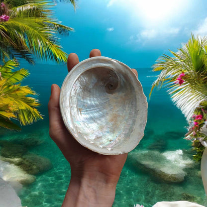 Abalone Shell – Natural Censer for Rituals & Incense