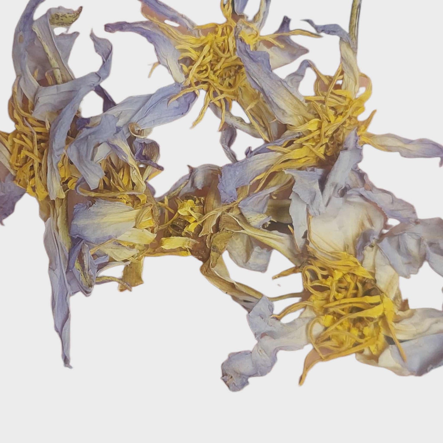 Dried REAL Egyptian Blue Lotus Flowers (Nymphaea Caerulea var Seechi)