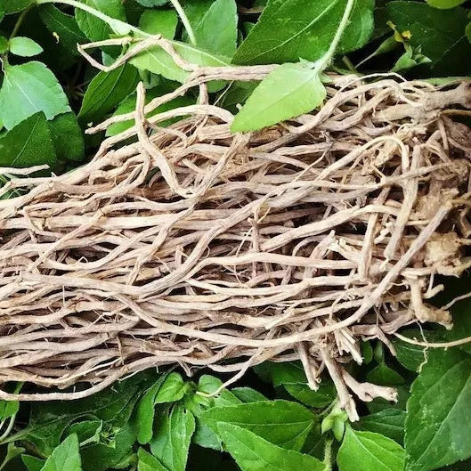Chilcuague Root – Traditional Spicy Root from Mexico