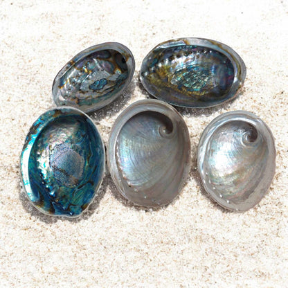 Abalone Shell – Natural Censer for Rituals & Incense