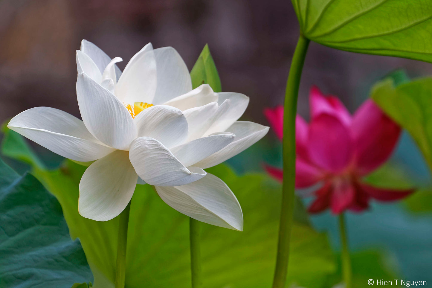 Dried TRUE lotus (Nelumbo Nucifera - Unshredded flowers)