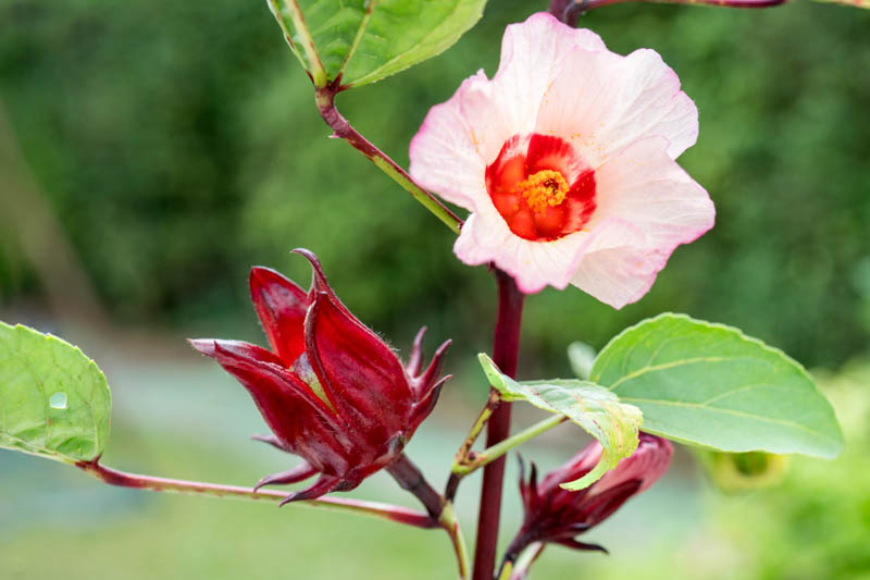 Roselle flower in nature